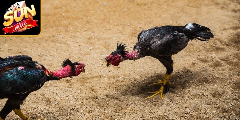 Chi tiết luật chơi đá gà Sunwin cho người mới tham gia