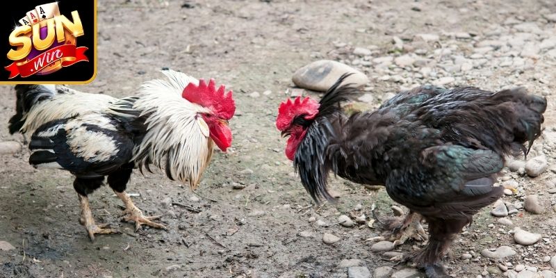 Quy trình tham gia một ván cược đá gà cơ bản tại Sunwin